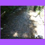 Stream - Muir Woods.jpg